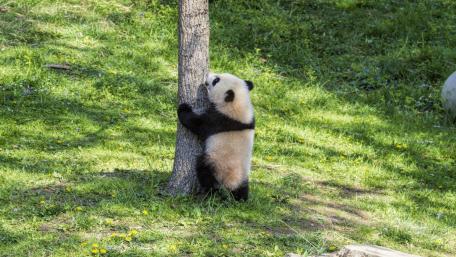 Panda Cub Climbing a Tree wallpaper