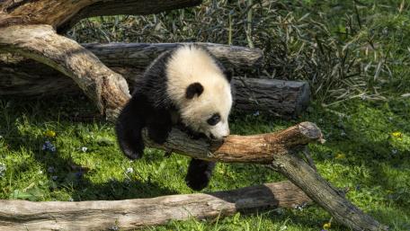 Playful Panda Exploring Its Natural Habitat wallpaper