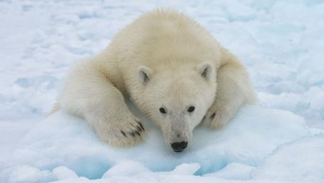 Majestic Polar Bear on Iceberg wallpaper
