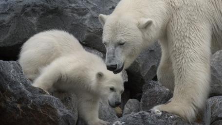 Gentle Moments Between a Polar Bear and Cub wallpaper