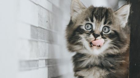 Adorable Kitten with Playful Expression wallpaper
