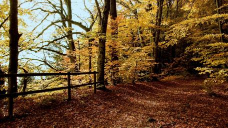 Autumn Serenity Amidst Vibrant Forest Colors wallpaper