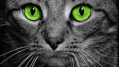 Enchanting Green-Eyed Cat Wallpaper wallpaper