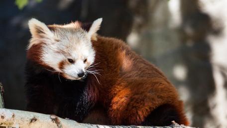 Red Panda in a Serene Moment wallpaper