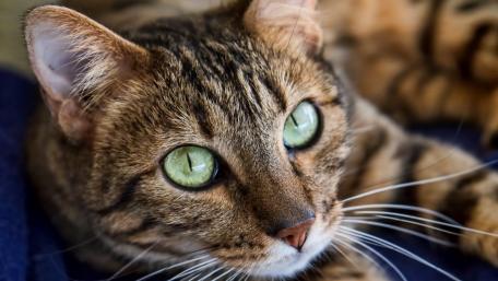 Bengal Cat with Striking Green Eyes wallpaper