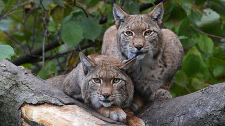 Lynx Pair Resting on a Branch wallpaper