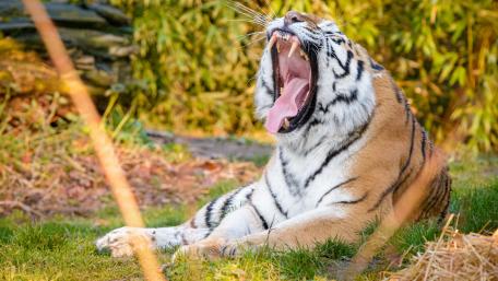 Majestic Tiger Yawning in Nature's Embrace wallpaper