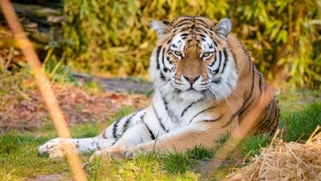Majestic Tiger Relaxing in Nature wallpaper
