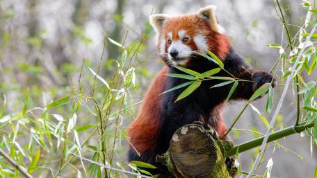 Red Panda Among Bamboo Leaves wallpaper