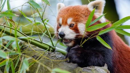 Red Panda Surrounded by Bamboo Leaves wallpaper