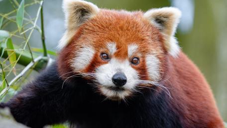Red Panda in Its Natural Habitat wallpaper