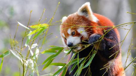Charming Red Panda Enjoying Bamboo Snack wallpaper