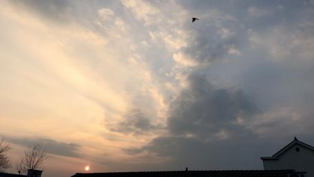 Bird and the sun wallpaper