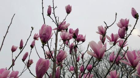 Blooming wallpaper