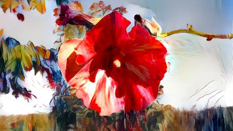 Hibiscus wallpaper