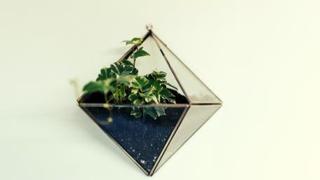 plant wallpaper