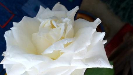 Elegant White Rose Blossom for Tranquil Spaces wallpaper