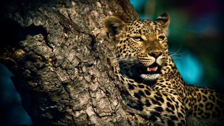 Majestic Leopard Resting on a Tree wallpaper