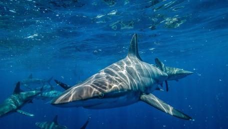 Majestic Sharks in Their Underwater Realm wallpaper