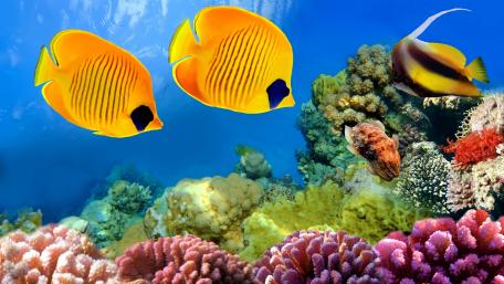Underwater Paradise with Colorful Fish and Coral Reefs wallpaper