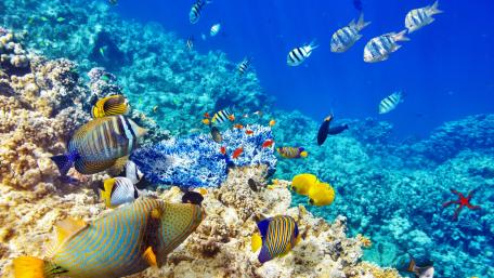 Vibrant Underwater Coral Reef Ecosystem wallpaper