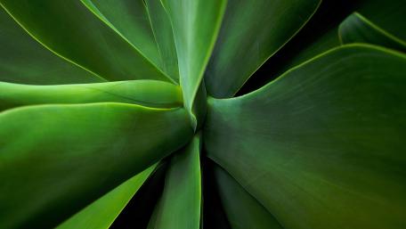 Succulent macro wallpaper