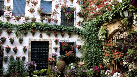 Charming Floral Courtyard in a Tranquil City Setting wallpaper