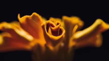 Golden Petals of Nature's Beauty wallpaper