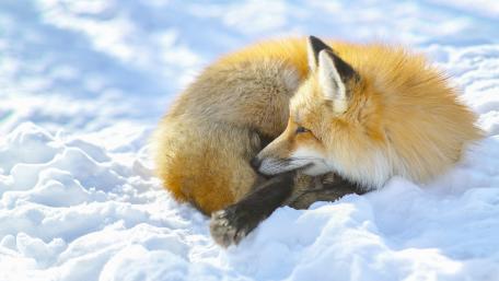 Golden Fox Resting in Winter Snow wallpaper