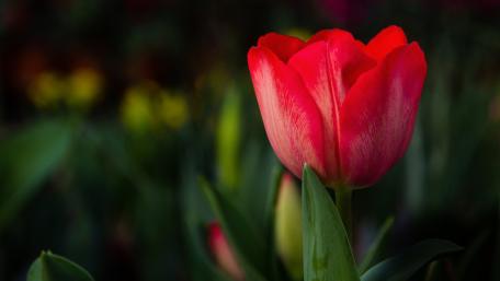 Vibrant Red Tulip in Blooming Garden wallpaper
