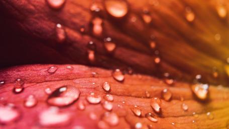 Vibrant Petals with Glistening Waterdrops wallpaper