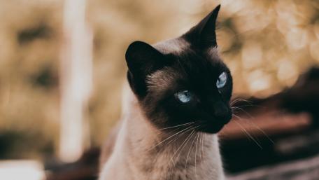 Elegant Siamese Cat in Soft Focus Background wallpaper
