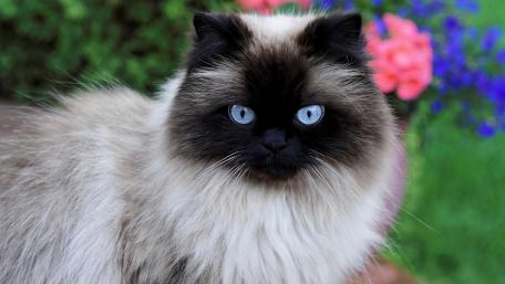 Mysterious Beauty of a Blue-Eyed Cat wallpaper