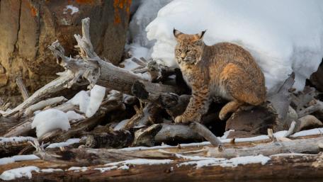 Majestic Lynx in a Winter Landscape wallpaper