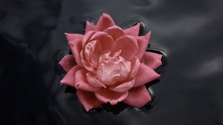 Serenity of a Floating Pink Rose wallpaper