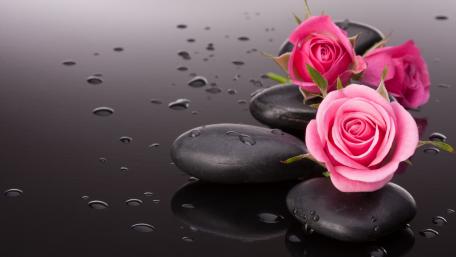 Title Rose Elegance on Black Stones in 4K Resolution wallpaper
