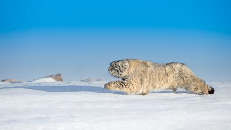 Majestic Snow Leopard in Motion wallpaper