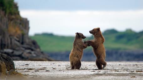 Playful Bear Cubs on the Shoreline wallpaper