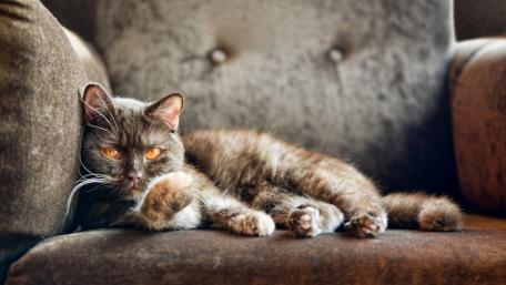 Cozy Cat Relaxing on a Couch wallpaper