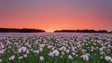 Serene Sunrise Over a Blooming Flower Field wallpaper