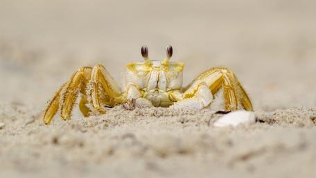 Golden Crab on Sandy Shoreline wallpaper