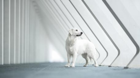 Elegant White Dog in a Modern Space wallpaper
