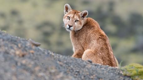 Majestic Encounter with a Wild Puma wallpaper