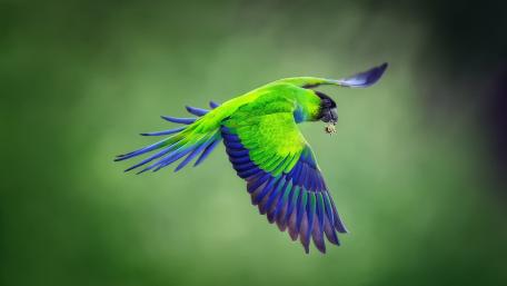 Vibrant Flying Bird in Nature's Embrace wallpaper