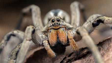 Intricate Details of a Spider's World wallpaper