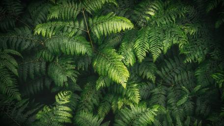 Lush Green Ferns in Natural Harmony wallpaper