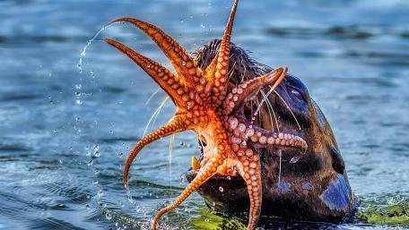 Wildlife Encounter of Seal and Octopus Together wallpaper