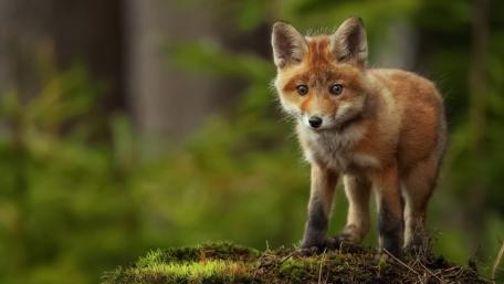 Adorable Fox Cub in Nature Scene wallpaper