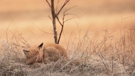 Serene Fox Resting in Nature wallpaper