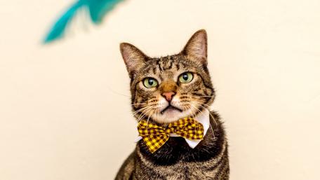 Dapper Cat in Bow Tie Fashion wallpaper